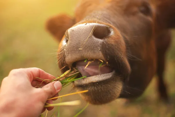 Bull jíst trávu. — Stock fotografie