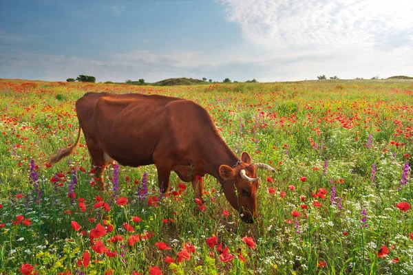 Vache dans la prairie . — Photo