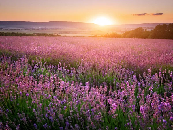 Meadow of lavender. — Stock Photo, Image