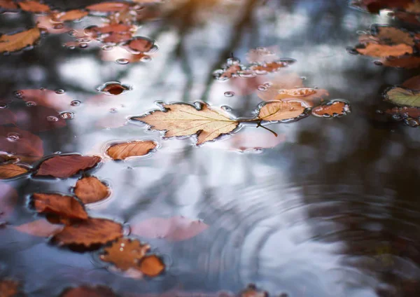 Hoja de otoño en agua. — Foto de Stock