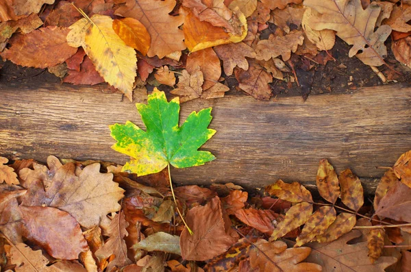 Follaje del estado de ánimo de otoño . — Foto de Stock