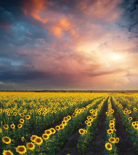 Gebied van zonnebloemen. — Stockfoto