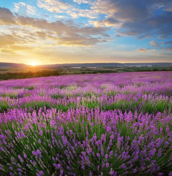 Lavendelwiese. — Stockfoto
