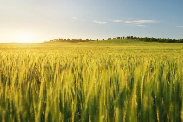 Meadow of wheat on sundown — Stock Photo, Image