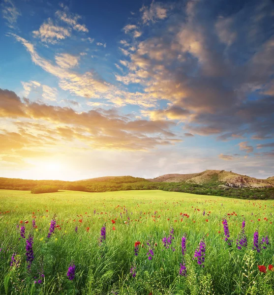 Pradera de primavera — Foto de Stock