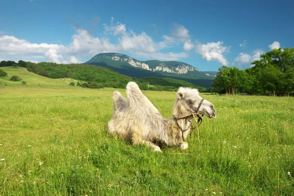 Camelo no prado da montanha — Fotografia de Stock