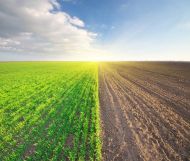 yeşil çayır yetiştiriliyor. kırsal sahne.