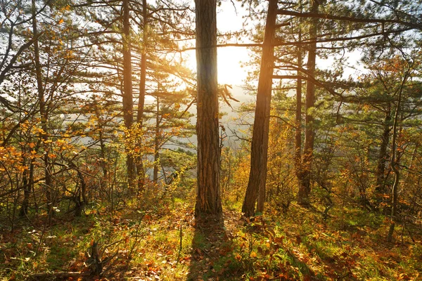 Herfstbos en zonneschijn. — Stockfoto