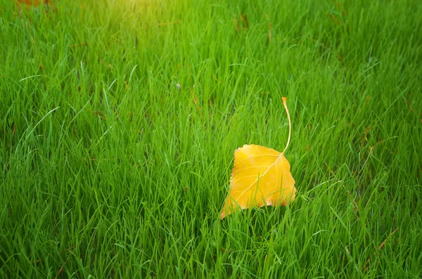 Erstes Herbstblatt. — Stockfoto