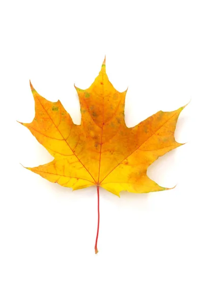 Autumn leaf maple isolated. — Stock Photo, Image