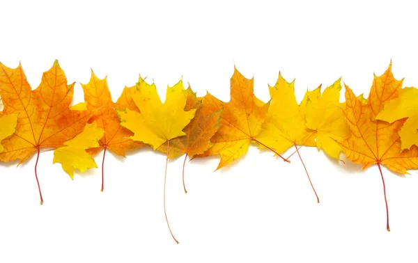 Isolated maple leafs in row. — Stock Photo, Image