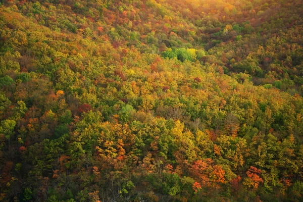 Herbst Wald Hintergrund. — Stockfoto