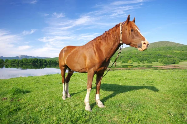 Jong paard en natuur — Stockfoto