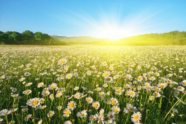 Beautiful sunny camomile meadow — Stock Photo, Image