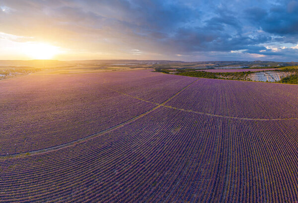 Aerial meadow dig panorama of lavender on sunset. Nature composition.