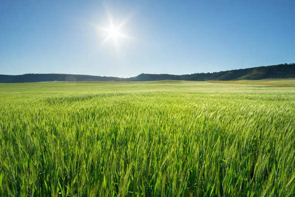 Çayır Buğday Gün Doğa Kompozisyon — Stok fotoğraf