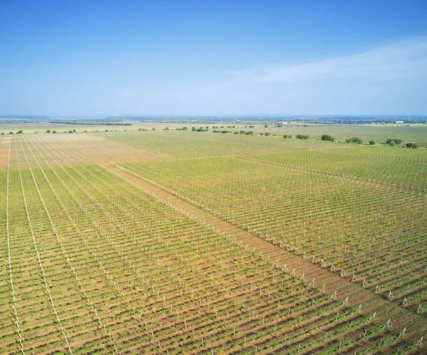 Panorama Grande Vigneto Prato Agricolo Stretta Composizione Aerea — Foto Stock