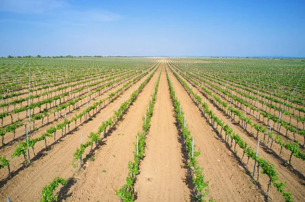 Vineyard Agrecultural Meadow Narure Aerial Composition — Stock Photo, Image