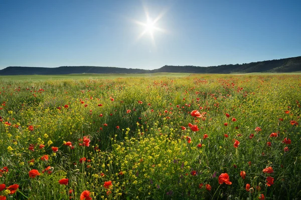 緑の牧草地や青空の春の花 美しい風景 — ストック写真