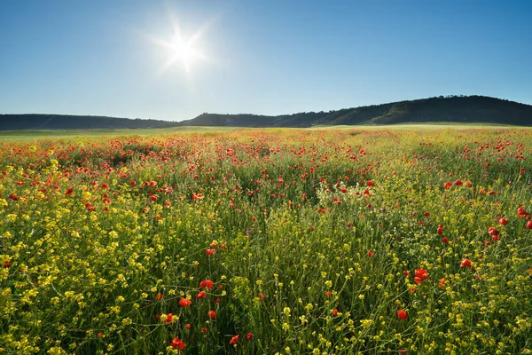 Wiosenne Kwiaty Zielonej Łące Błękitne Niebo Piękne Krajobrazy — Zdjęcie stockowe