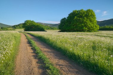 Yol şeridi ve derin mavi gökyüzü. Yeşil çayır ve ilkbahar papatya çiçekleri.