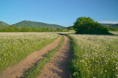 Yol şeridi ve derin mavi gökyüzü. Yeşil çayır ve ilkbahar papatya çiçekleri.