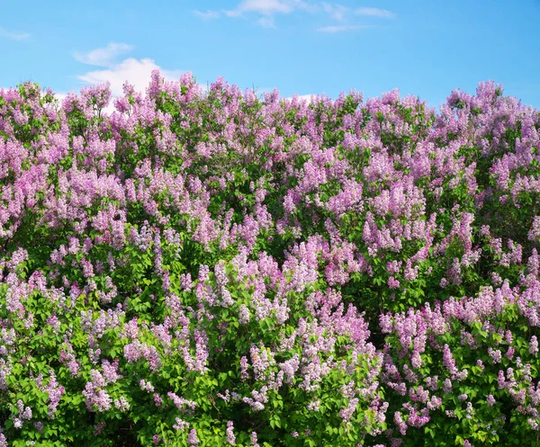 Lilac Bush Flower Texture Nature Composition — Stock Photo, Image