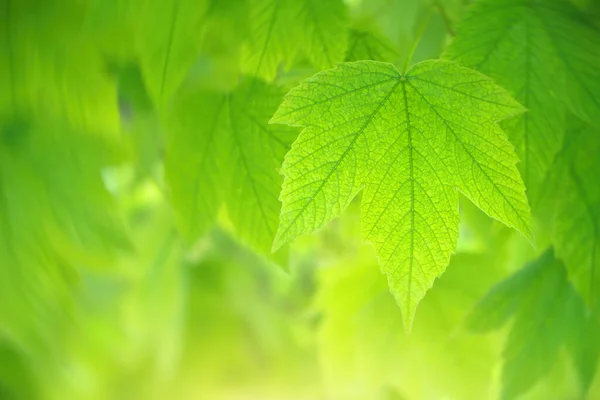 Spring Leaf Maple Beautiful Bokeh Background Composition Nature — Stock Photo, Image