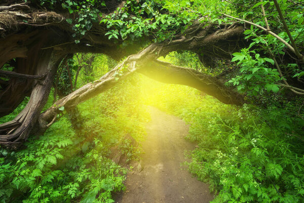 Winding road through the forest and warm light of the morning sun. Magic spring landscape.