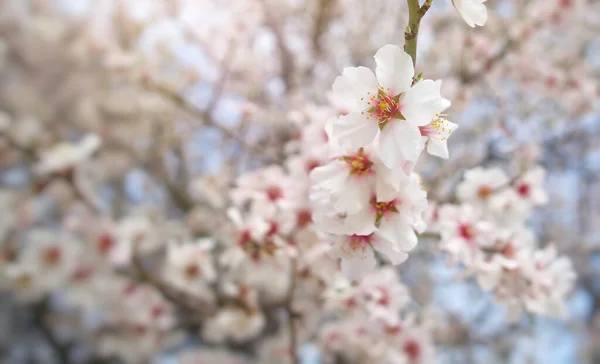 春のアーモンドの木の花の枝 白い木 自然の構成 — ストック写真