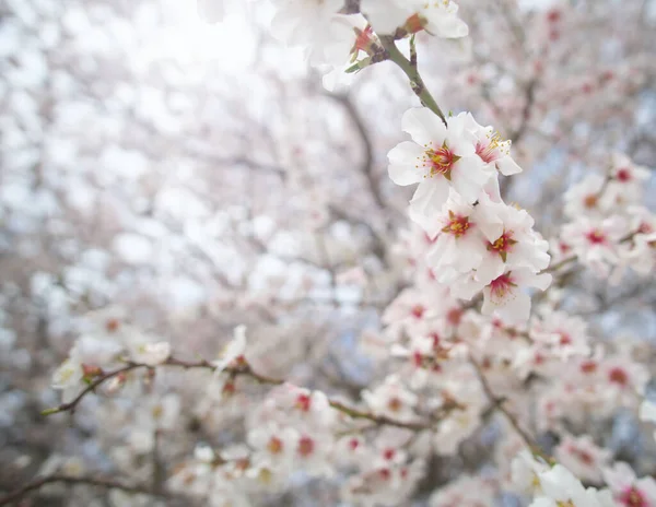 Gałąź Wiosennego Kwiatu Migdałowca Białe Drzewo Skład Przyrody — Zdjęcie stockowe