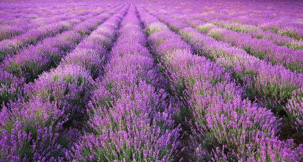 Prado Textura Lavanda Composição Natural — Fotografia de Stock