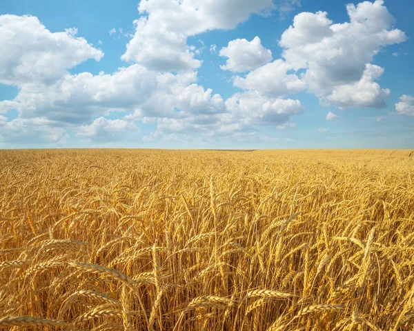 Луг Пшениці Склад Природи — стокове фото