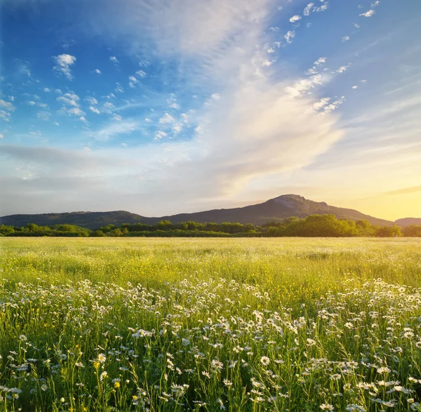 Vacker Solig Kamomilläng Berget Vid Solnedgången Naturlandskapets Sammansättning — Stockfoto