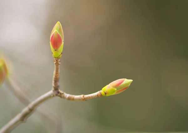 Macro Spring Bud Flower Tree Branch Nature Composition — Stock Photo, Image