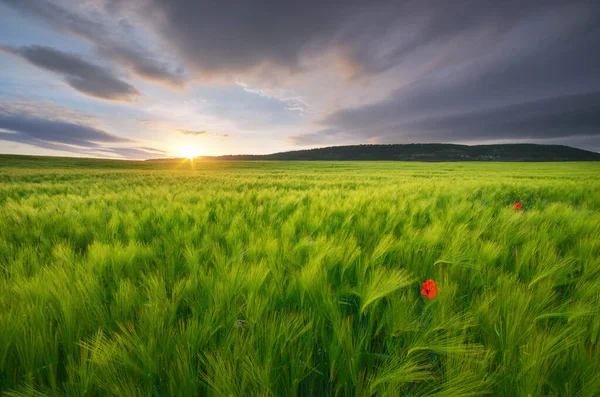 Meadow Green Wheat Sundown Nature Composition — Stock Photo, Image