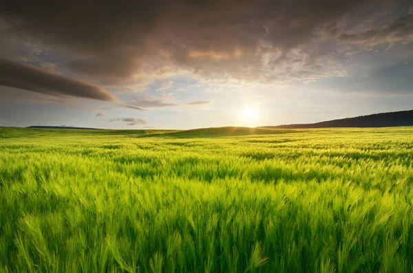 Prato Grano Verde Tramonto Composizione Della Natura — Foto Stock