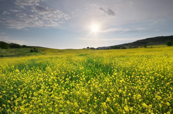 レイプの牧草地 自然の構成 — ストック写真