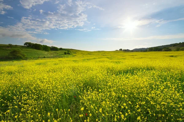 Meadow Rape Day Nature Composition — Stock Photo, Image