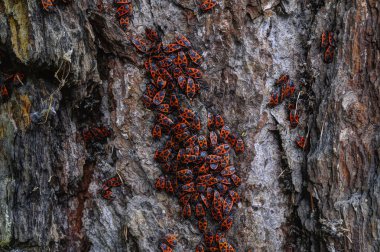 Firebug'ı kapat 