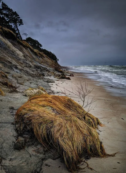 Berretto olandese in inverno — Foto Stock