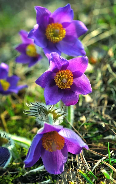 Kwiaty pasque — Zdjęcie stockowe