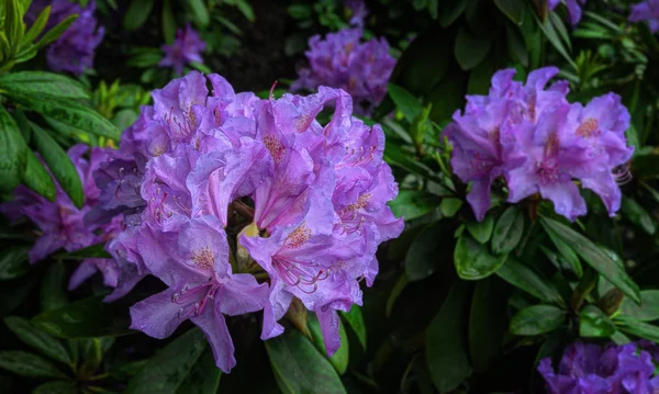 Rhododendron floreciente, primer plano — Foto de Stock