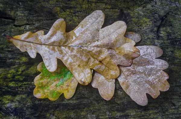 Mokré dubový list — Stock fotografie