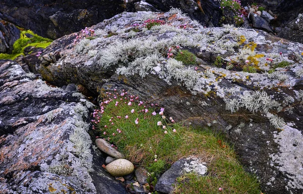 Wybrzeża hrabstwa Donegal, głazy, pokryte — Zdjęcie stockowe