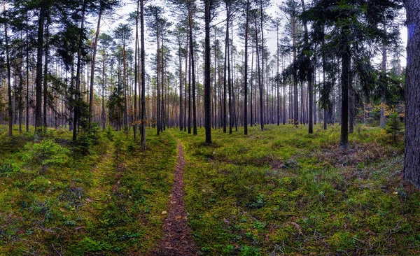 Tempo di relax nella foresta — Foto Stock