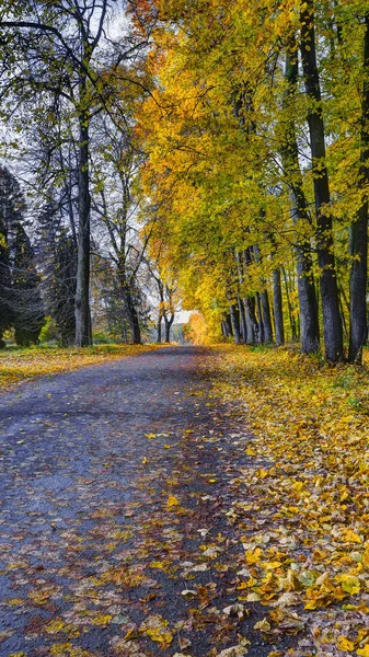 Podzimní les poledne — Stock fotografie