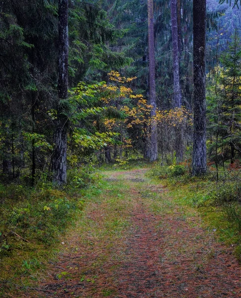 Regnerischer Mittag im Wald — Stockfoto