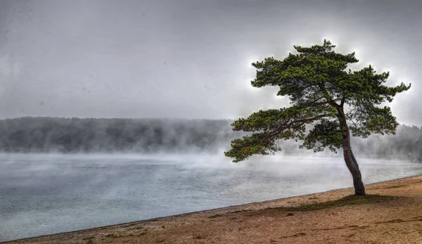 Solitude des pins, tôt le matin — Photo