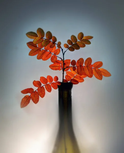 Bodegón de otoño — Foto de Stock